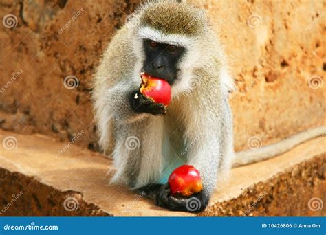 monkey hungry